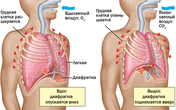 Дыхание и выносливость⁚ ключ к спортивным достижениям и здоровью 7 Дыхание и выносливость⁚ ключ к спортивным достижениям и здоровью