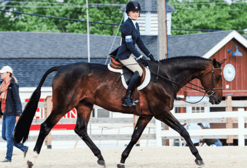 Оптимизация посадки всадника для повышения эффективности управления лошадью