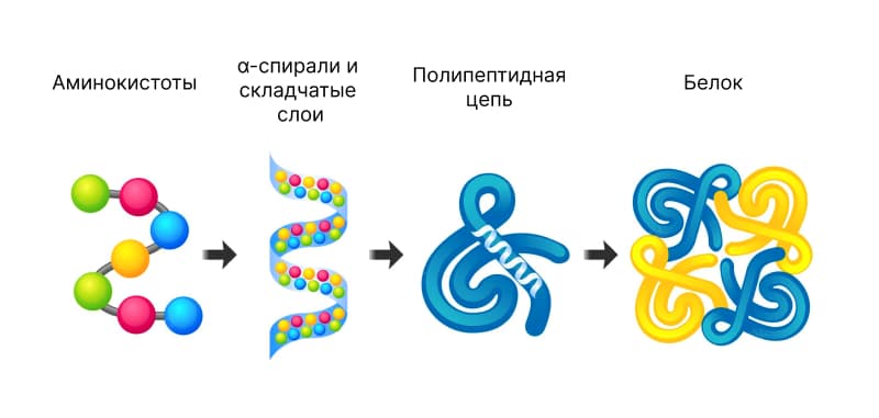 Потребление белка для бодибилдеров⁚ оптимальное количество и источники