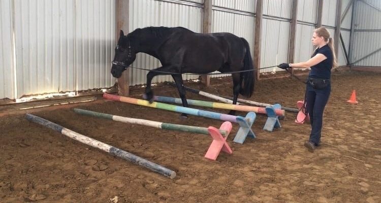 Работы на корде⁚ Обучение лошади и развитие навыков 4 Работы на корде⁚ Обучение лошади и развитие навыков