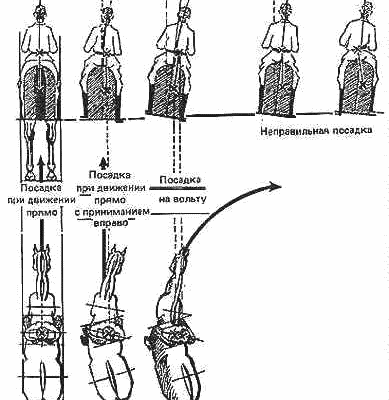 Выбор лошади⁚ советы для начинающих всадников